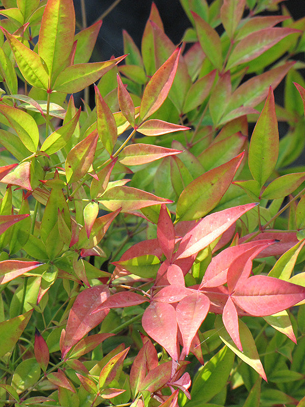 Nandina Moon Bay™