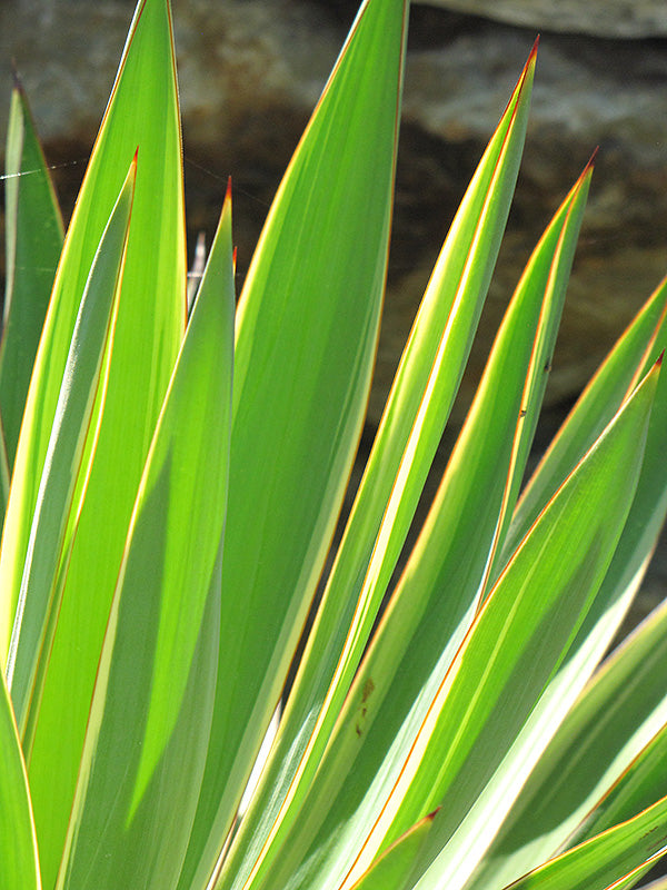 Yucca Gloriosa Variegata