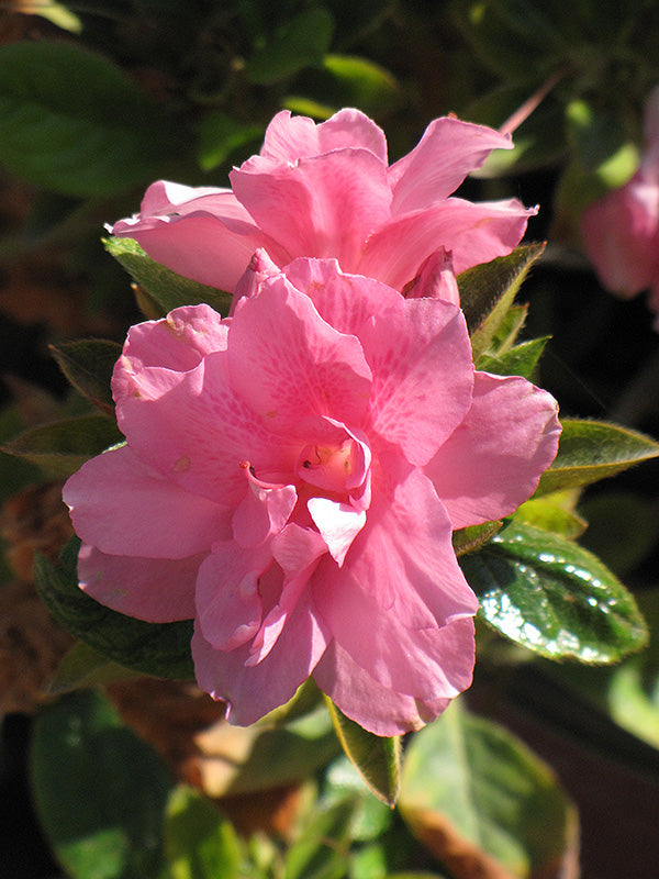 Azalea Encore® Autumn Empress™