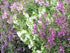 Angelonia Serenita Mix