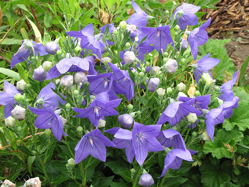 Balloon Flower Sentimental Blue