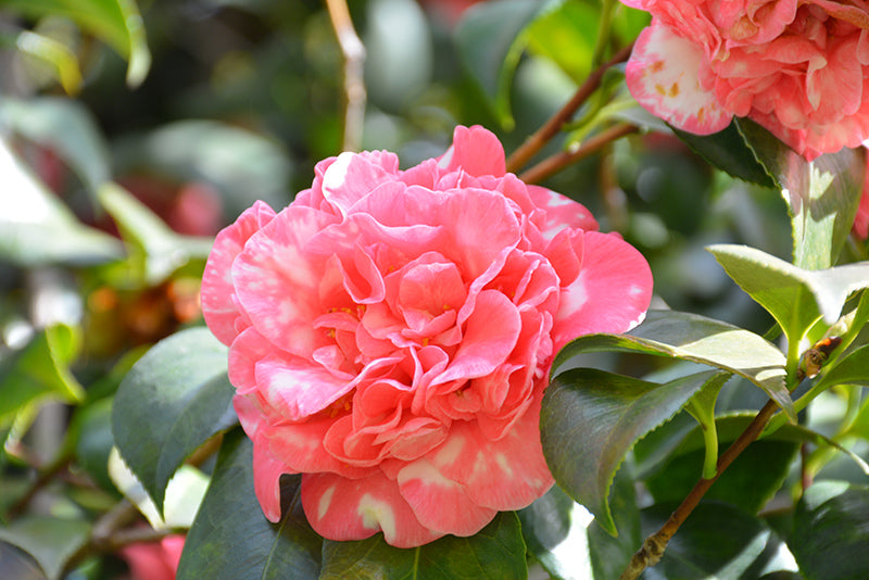 Camellia S. Cleopatra- Rose Pink