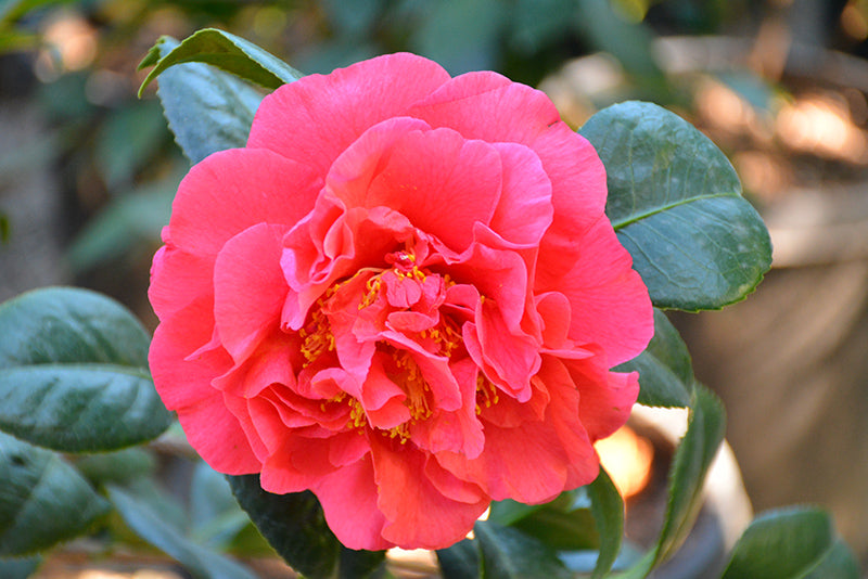 Camellia J. Kramer'S Supreme- Turkey Red