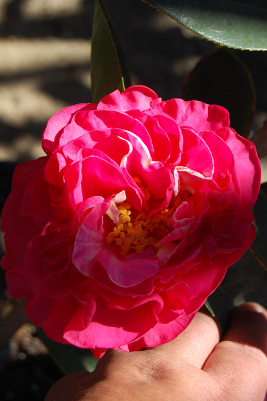 Camellia S. Bonanza- Deep Red