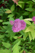 Spirea Double Play Candy Corn