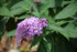 Butterfly Bush Pugster Amethyst