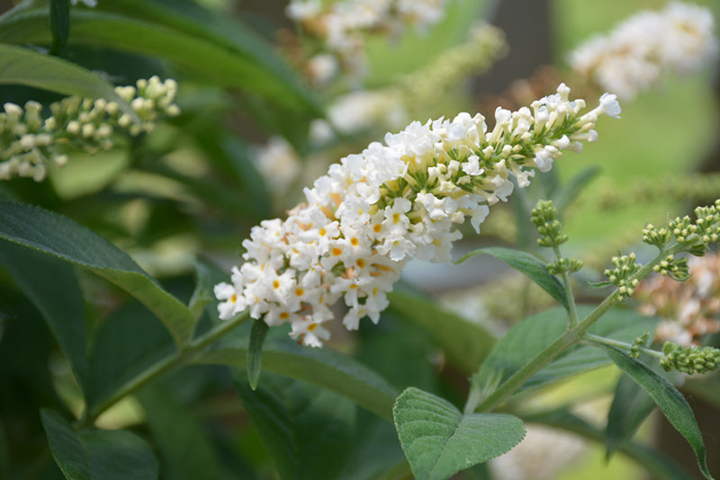 Butterfly Bush Butterfly Candy® Lil' Coconut™