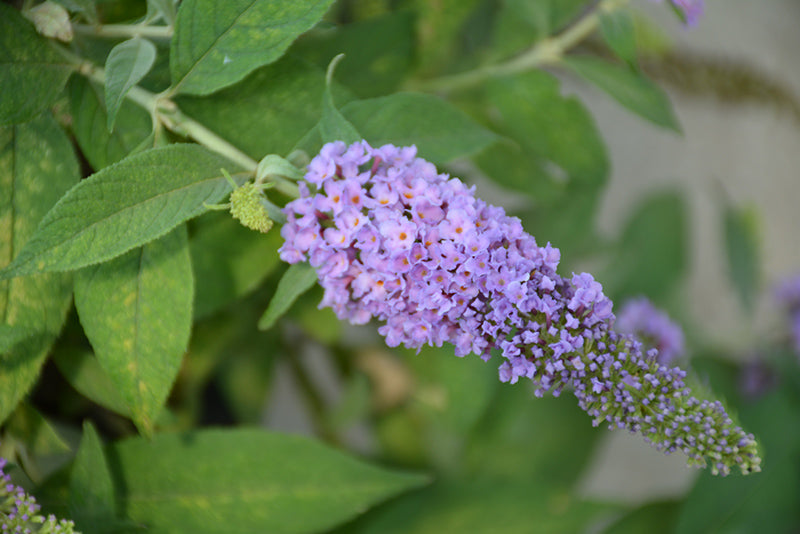 Butterfly Bush Butterfly Candy® Lil' Lavender™