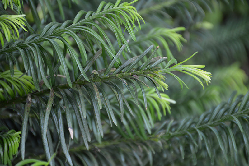 Yew Plum Duke Gardens