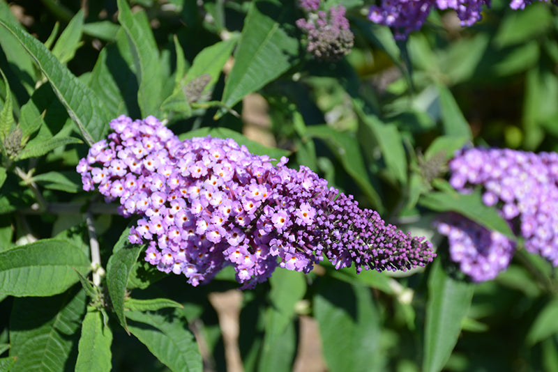 Butterfly Bush Pugster Amethyst