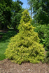 Cypress Gold Mop