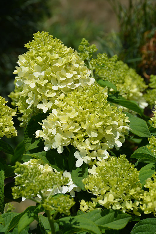 Hydrangea Little Lime®