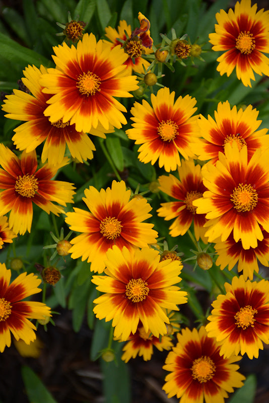 Coreopsis Uptick™ Gold & Bronze