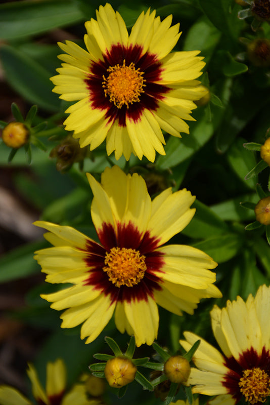 Coreopsis Uptick™ Yellow & Red