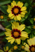 Coreopsis Uptick™ Yellow & Red