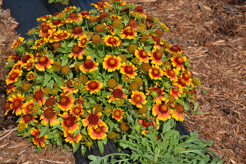 Blanketflower Mesa Bright Bi-Color