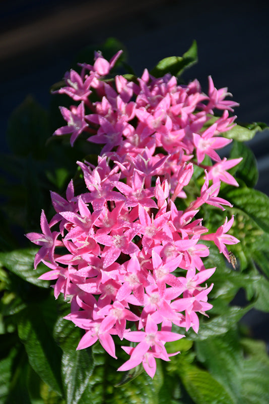 Pentas Graffiti¨ 20/20 True Pink