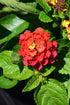 Lantana Bloomifyª Red