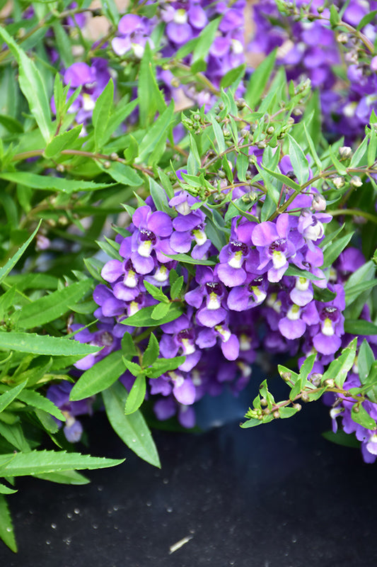 Angelonia Anglemist Spreading Bluebird