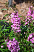 Angelonia Anglemist Spreading Pink