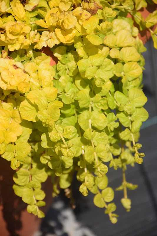 Creeping Jenny Golden