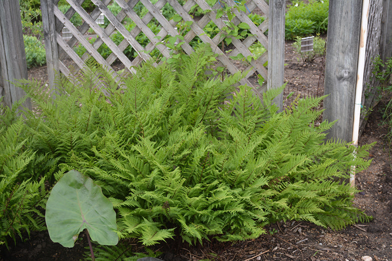 Fern Lady In Red