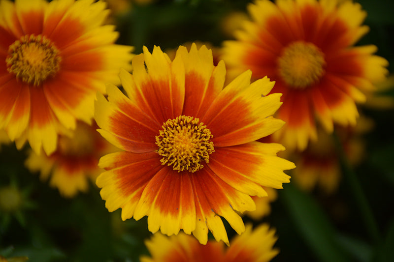 Coreopsis Uptick™ Gold & Bronze