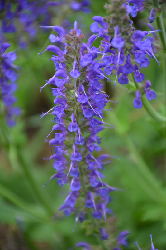 Salvia May Night