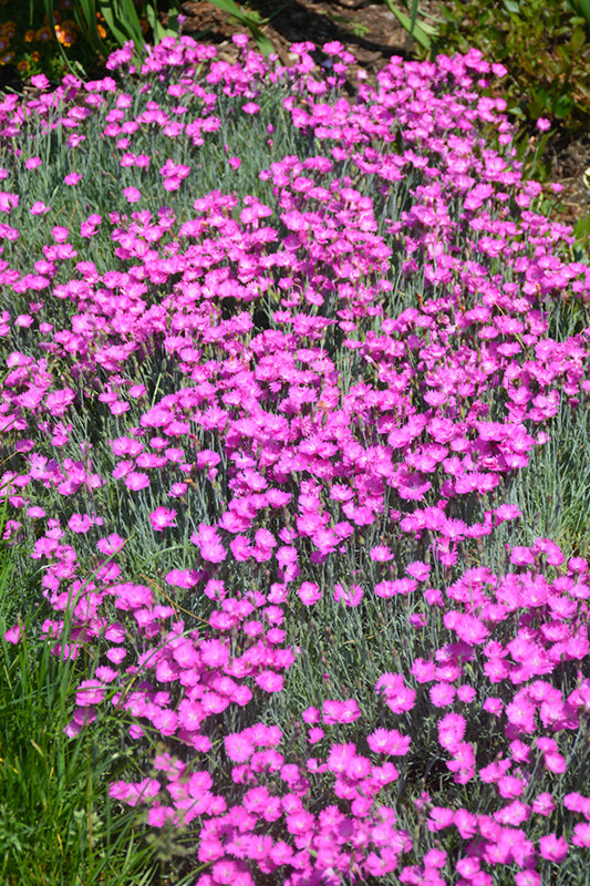 Dianthus Fire Witch