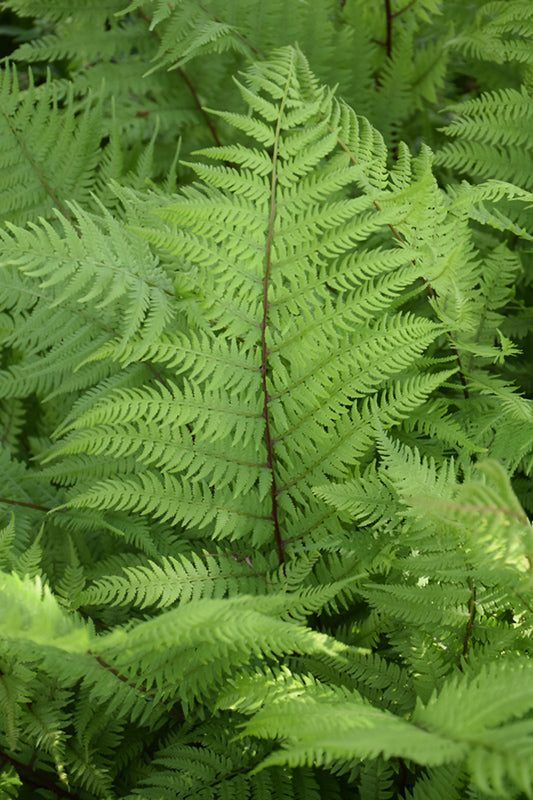 Fern Lady In Red