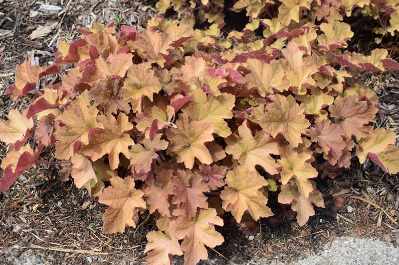 Coral Bells Caramel