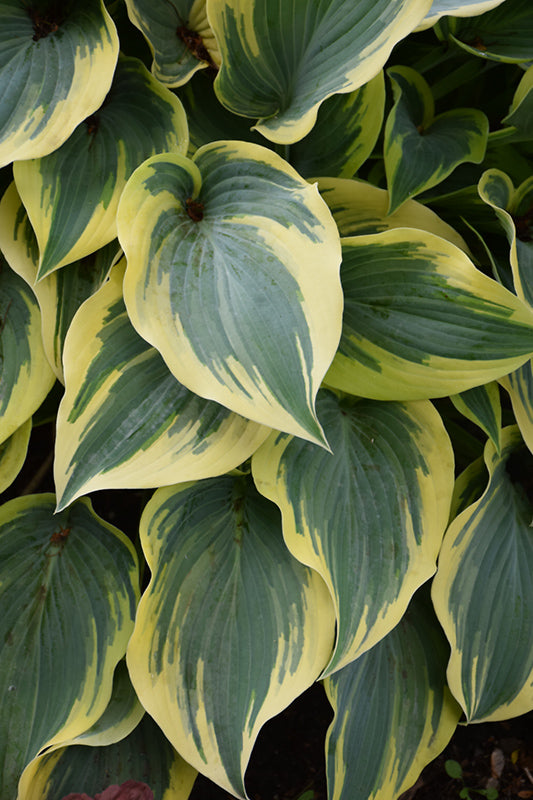 Hosta First Frost