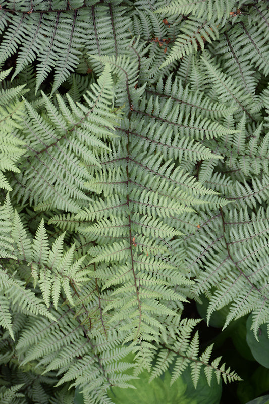 Fern Painted Ghost