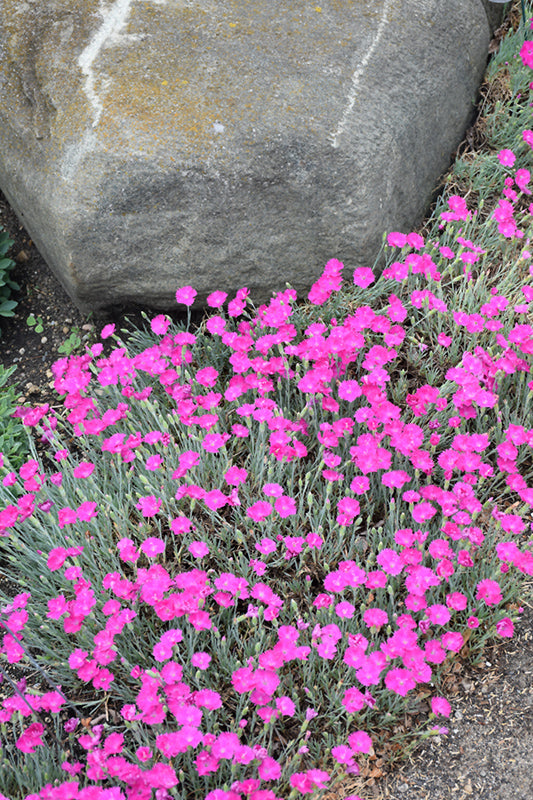 Dianthus Fire Witch