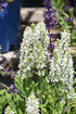 Salvia Snow Hill