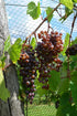 Grape Vine 'Monukka' Black Seedless