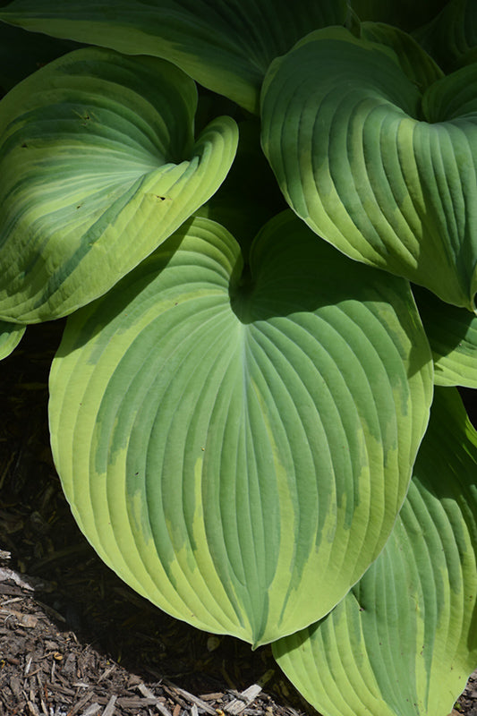 Hosta Earth Angel