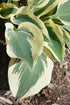 Hosta Blue Ivory