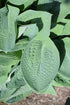 Hosta Big Daddy