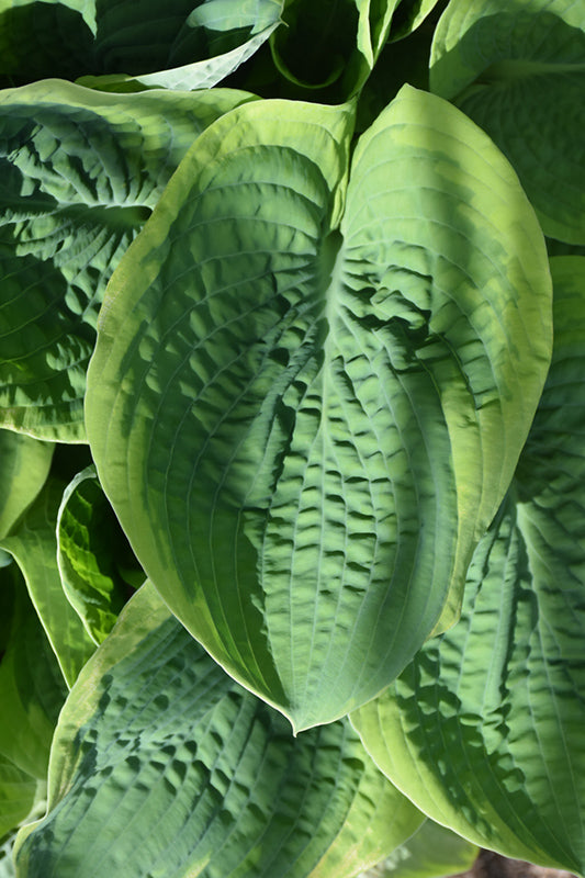 Hosta Frances Williams