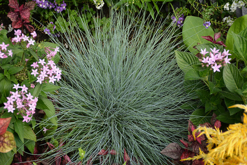 Grass Fescue Beyond Blue™