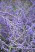 Russian Sage Crazyblue