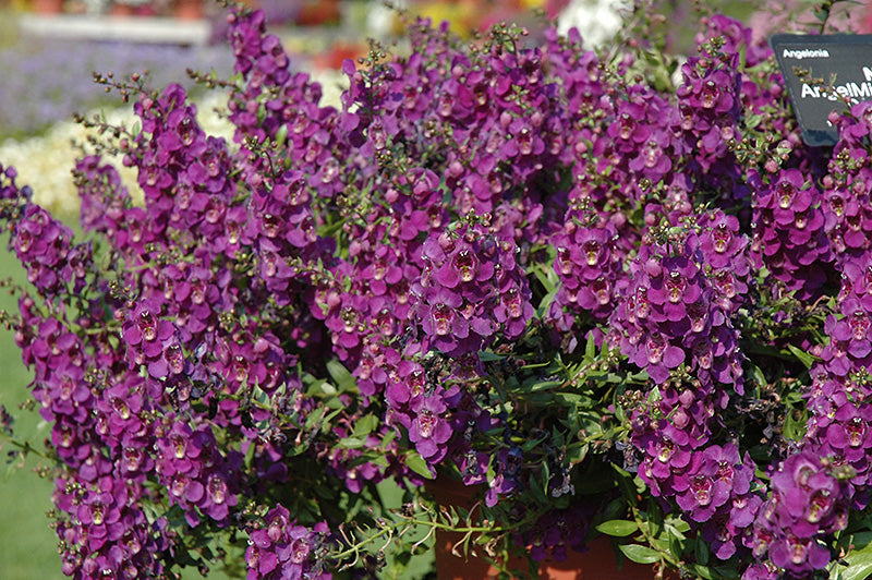 Angelonia Anglemist Spreading Dk Purple
