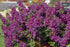 Angelonia Anglemist Spreading Dk Purple