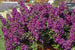 Angelonia Anglemist Spreading Dk Purple