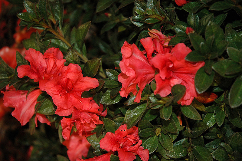 Azalea Encore® Autumn Princess®