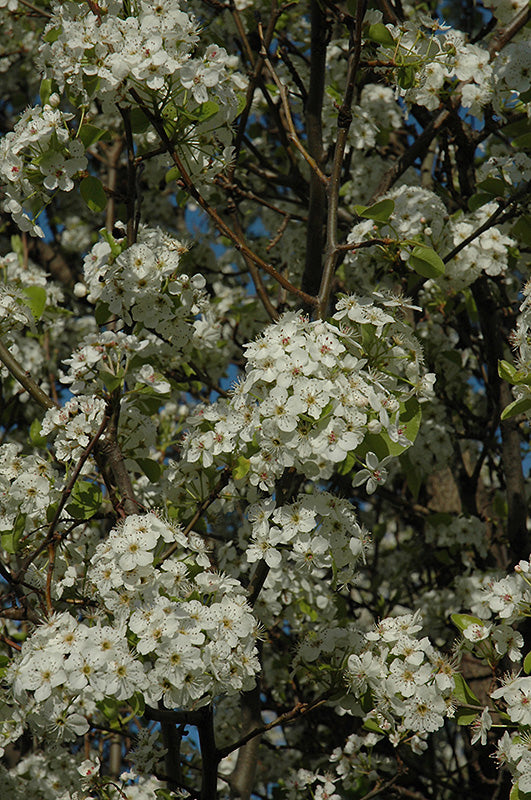 Pear Chanticleer