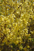 Forsythia Spring Glory