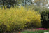 Forsythia Spring Glory