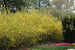 Forsythia Spring Glory